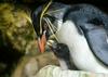 Foto: Edinstveni skalni pingvini pokukali na plano
