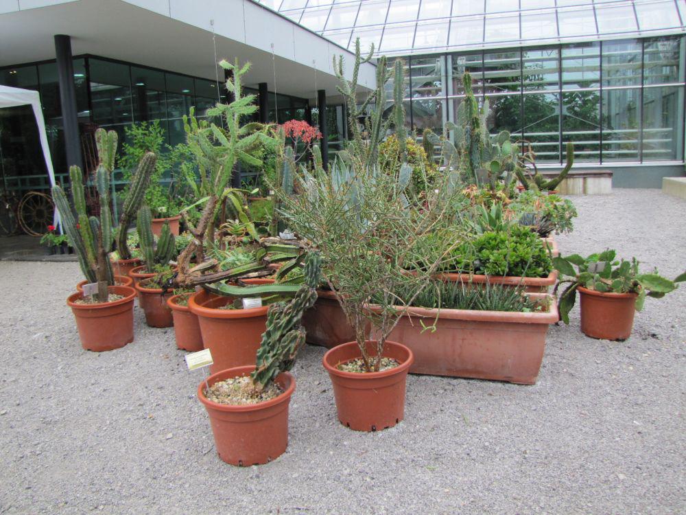 Rastlinjak Botaničnega vrta je odprt vsak dan, razen ponedeljka. Foto: MMC RTV SLO/Tanja Mojzer
