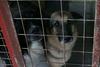 Koprsko zavetišče za živali prenovljeno, odprtje pospremil protest