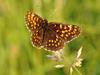 Dramatičen upad metuljev: v 20 letih jih je za polovico manj