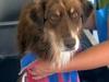 Video: V Sloveniji odprli prvo pralnico psov