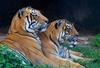S povečanjem populacije tigrov se večajo tudi izzivi za njihovo zaščito