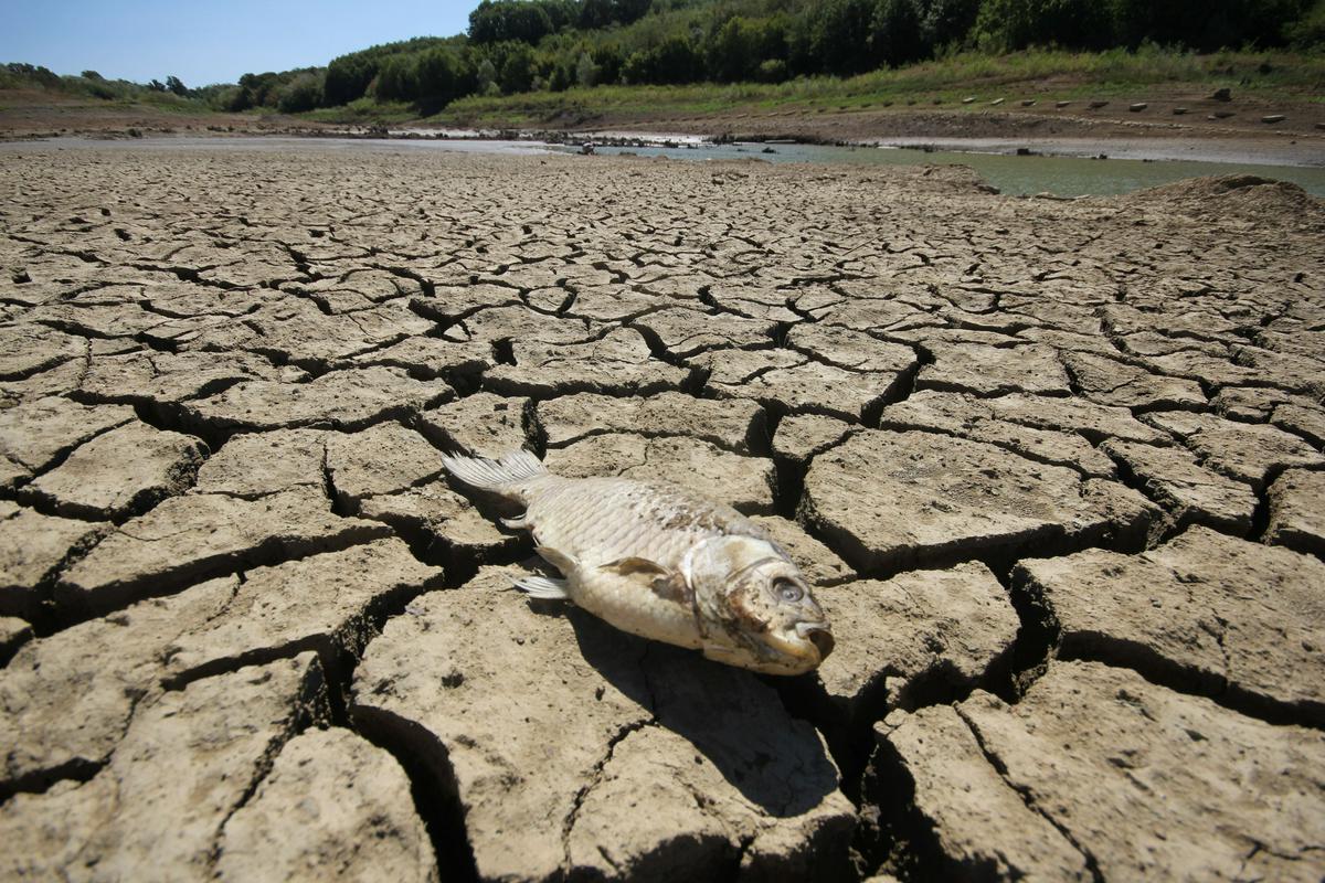 Dele Slovenije je tudi zaradi posledic podnebnih sprememb v preteklih letih prizadela suša. Foto: BoBo