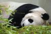 Panda Tian Tian na dobri poti, da razveseli številne Otočane