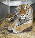 Foto: Ljubljanski živalski vrt bogatejši za dva sibirska tigra