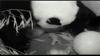 Video: Samica orjaškega pande skotila, Američani praznujejo