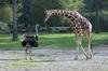 Mladenič pod vplivom prepovedanih substanc želel božati žirafe in noje