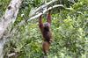 Orangutani načrtujejo svoje poti in jih tudi napovedo