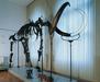 Okroglih 80 let najsijajnejše zvezde Prirodoslovnega muzeja - mamuta