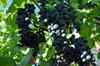 Za Vinagove vinograde na žalost le malo zanimanja