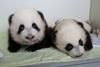 Foto/video: Nepopisno lepa dvojčka orjaškega pande