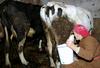 Pomanjkanje domačega mleka zaradi boljših odkupnih cen v tujini