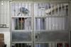 ZDA: Dosmrtna kazen že za krajo koščka pice