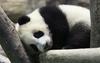 Foto: V Tajvanu slavijo rojstvo prvega pande, v Madridu mali panda raznežil kraljico