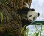 Foto: Dunajski panda - sramežljiv pred obiskovalci, pogumen pred fotografi