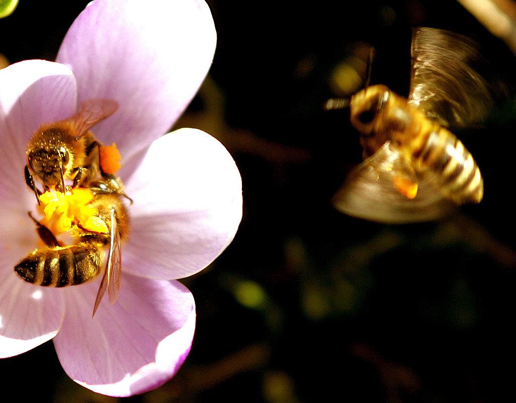 Te dni ni težko opaziti čebele, ki išče prve cvetove regrata, marjetic itd. Foto: BoBo