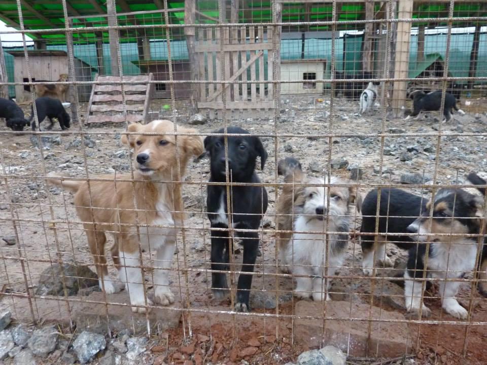 Psi v enem izmed bosanskih zavetišč. Foto: Nuša Skala