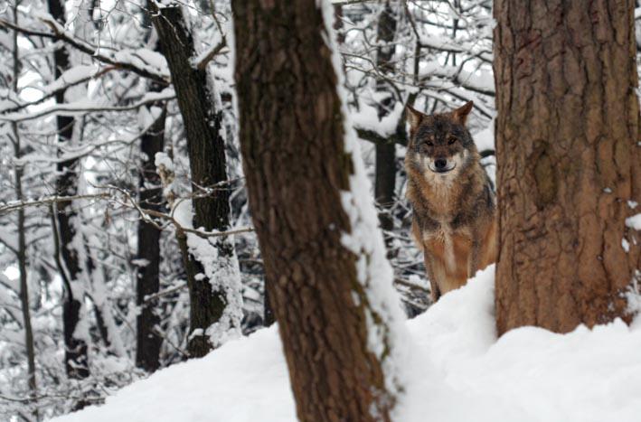 Ograja je že popravljena, kljub temu pa bodo volkove takoj, ko bodo varnostne razmere omogočale, poskušali preseliti v zaprte, varnejše prostore. Foto: Živalski vrt Ljubljana