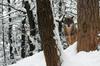 Foto: Padlo drevje otežilo oskrbo v živalskem vrtu, volkove so preselili