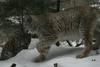 Two lynx have escaped from their cages at the Ljubljana ZOO