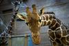 V danskem živalskem vrtu ubili zdravo žirafo, jo razkosali in nahranili leve