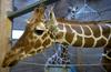 Zgodba se ponavlja - Danci naj bi usmrtili še eno zdravo žirafo