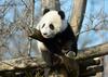 Foto: Mali dunajski panda spoznava zunanji svet