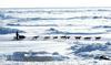 Foto: Iditarod, kultna dirka s pasjimi vpregami po Aljaski