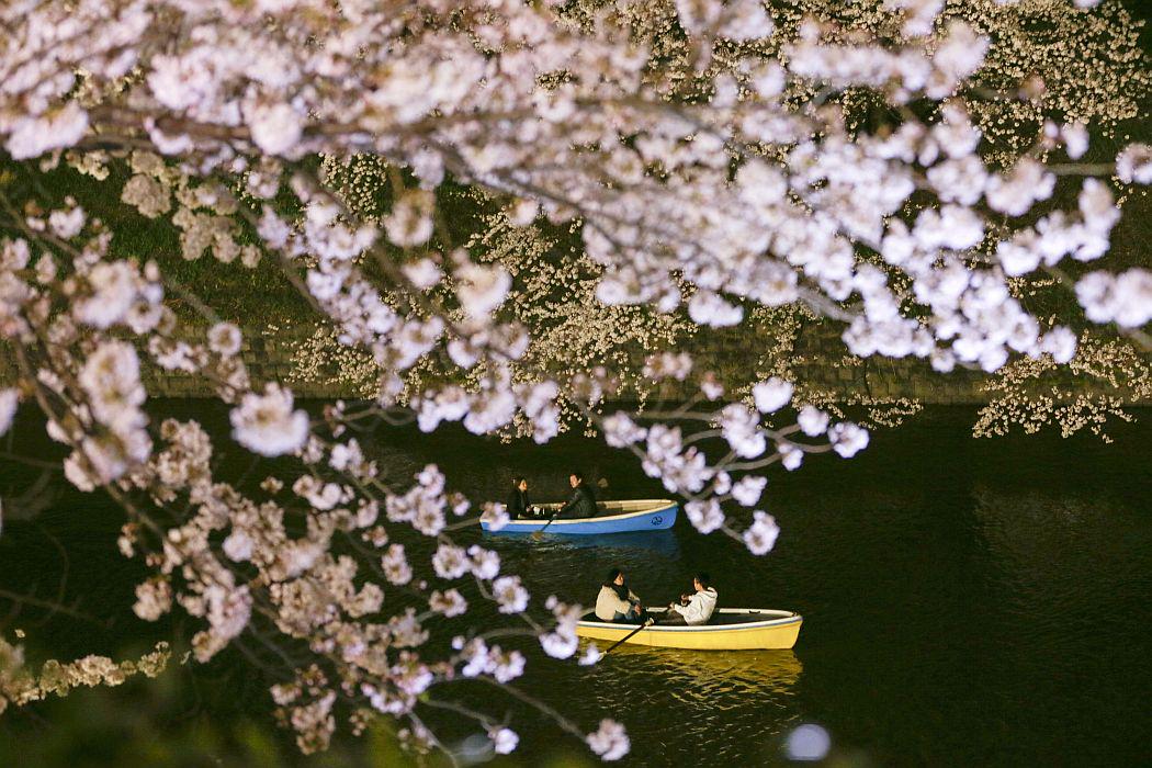 Tokijski parki so že odeti v prečudovito cvetno preobleko. Foto: Reuters
