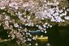 Foto: Japonska v cvetju - sezona cvetočih češenj prava paša za oči
