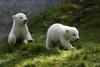 Foto: Dvojčka polarnih medvedov Nobby in Nela novi zvezdi münchenskega ZOO-ja