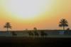 Dubajski konjeniški raj se spreminja v luksuzno malo mesto