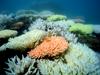 Veliki avstralski koralni greben doživlja množično beljenje koral
