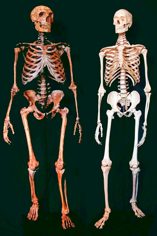 Okostje neandertalca (levo) in sodobnega človeka (desno). Foto: EPA