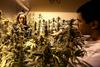 Urugvaj uvaja prodajo marihuane