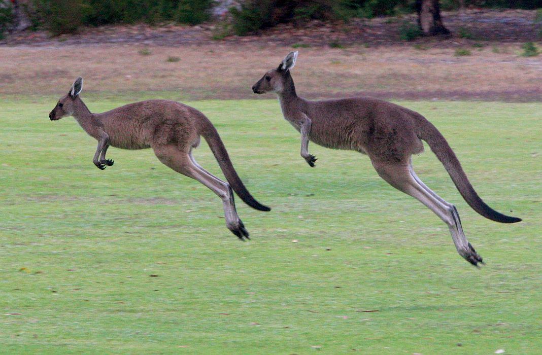 Noben obisk Avstralije ni popoln brez pogleda na kenguruja. Foto: EPA