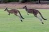Avstralija: Odstrel 1.600 kengurujev, ker 