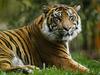 Ogroženi sumatrski tigri so preboleli covid-19