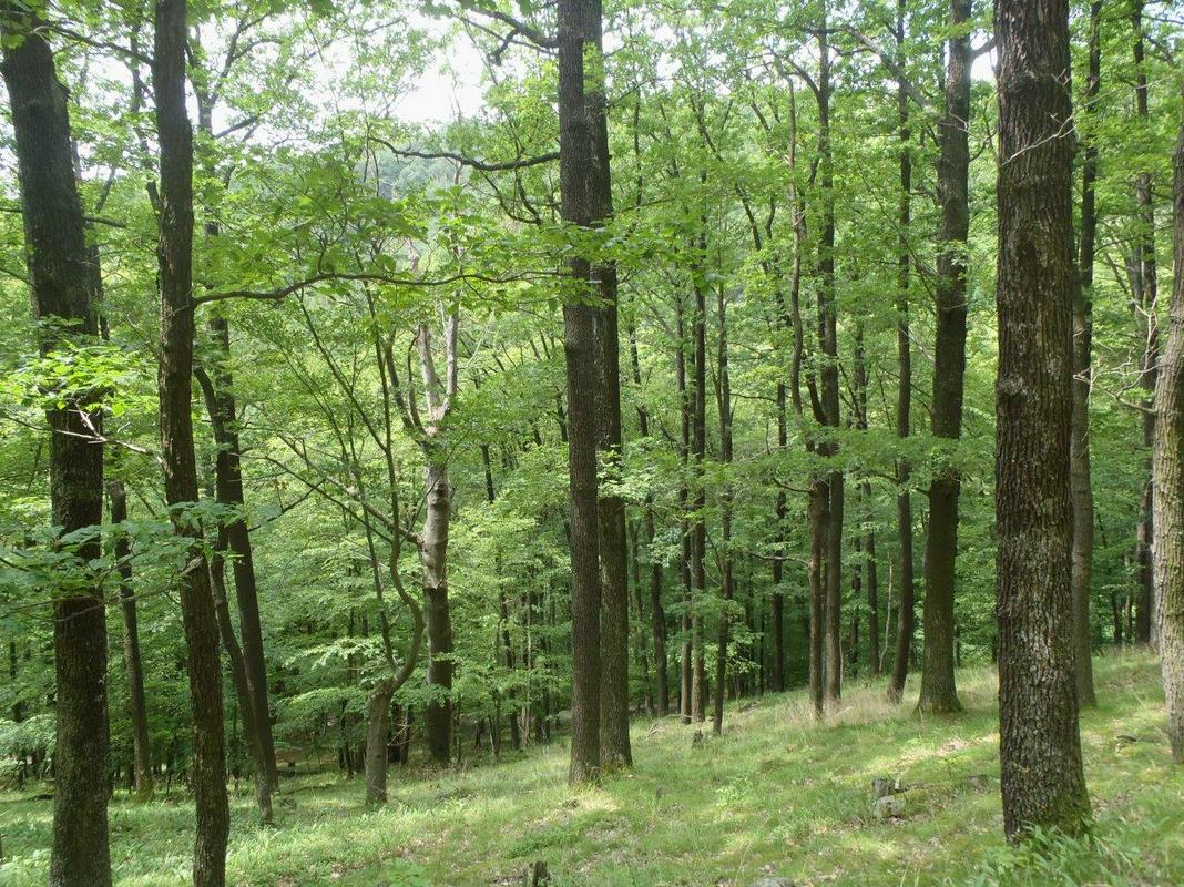 Zdaj v državnih gozdovih delo opravlja 14 večjih koncesionarjev, teoretično pa se na razpis lahko prijavi več kot 600 pravnih oseb, kolikor je registriranih  za izvajanje del v gozdovih. Foto: Staša Lepej Bašelj