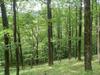 129 milijonov hektarjev manj gozdov v 25 letih