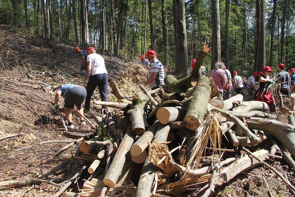 Če v prihodnji zimi več vreden les ne bo pospravljen iz gozdov, bo propadel. Foto: MMC RTV SLO/Miro Štebe