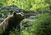 Francoski kmetje nasprotujejo naselitvi novih slovenskih medvedov v Pirenejih