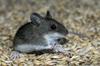 Letos največ potrjenih primerov mišje mrzlice v Idriji