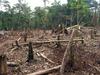 Amazonija: oslabljena pljuča planeta