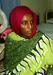 Prizivno sodišče v Sudanu iz zapora izpustilo na smrt obsojeno žensko