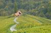 Letnik vina 2015 bo na Štajerskem, kot kaže, nadpovprečen
