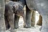 Foto: Prvi koraki slonjega mladička