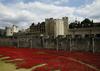 Krvavo rdeče morje keramičnih cvetlic zalilo londonski Tower