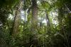 Brazilija napreduje v skrbi za deževne gozdove, Indonezija ne