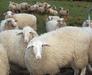Po prevrnitvi ladje obsežno iskanje 14.600 ovc